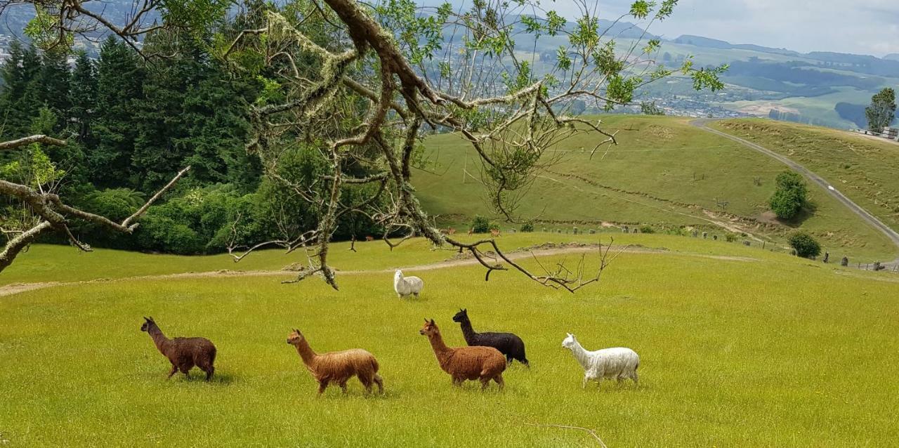 Aorangi Mountain Lodge ロトルア エクステリア 写真